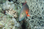 Cheeklined wrasse (Oxycheilinus digrammus)