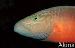 Cheeklined wrasse (Oxycheilinus digrammus)