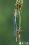 Watersnuffel (Enallagma cyathigerum)