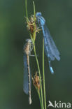 Watersnuffel (Enallagma cyathigerum)