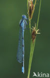 Common Blue Damselfly (Enallagma cyathigerum)