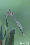 Common Blue Damselfly (Enallagma cyathigerum)