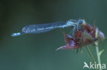 Common Blue Damselfly (Enallagma cyathigerum)