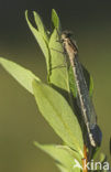 Watersnuffel (Enallagma cyathigerum)