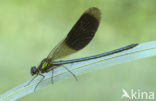Banded Demoiselle (Calopteryx splendens)