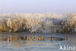 Mallard