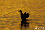 Mallard