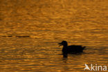 Mallard