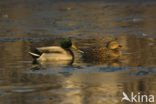 Mallard