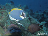 Witborst doktersvis (Acanthurus leucosternon)