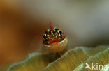 Striped triplefin (Helcogramma striata)