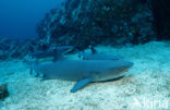 whitetip reefshark (Triaenodon obesus)