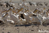 Eastern white pelican (Pelecanus onocrotalus)