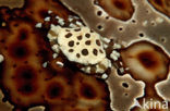 zeekomkommer zwemkrab (Lissocarcinus orbicularis)