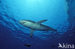 Silky shark (Carcharhinus falciformis)