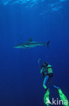 Silky shark (Carcharhinus falciformis)