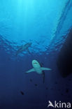 Silky shark (Carcharhinus falciformis)