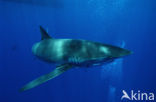 Silky shark (Carcharhinus falciformis)