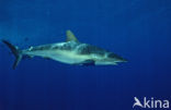 Zijdehaai (Carcharhinus falciformis)