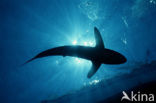 Silky shark (Carcharhinus falciformis)