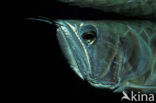 Zilveren Arowana (Osteoglossum bicirrhosum)