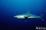 Silvertip shark