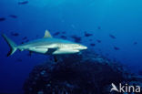 Silvertip shark