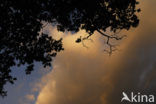 Common Oak