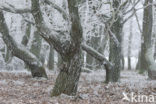 Common Oak
