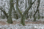 Common Oak