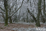 Common Oak