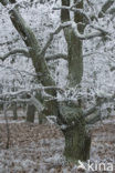 Common Oak