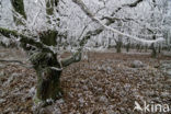 Common Oak