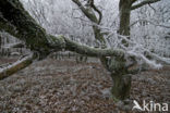 Common Oak