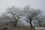 Common Oak