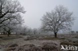 Common Oak
