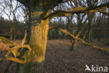 Common Oak
