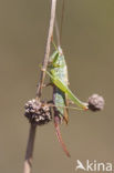 Long-winged Cone-head (Conocephalus discolor)