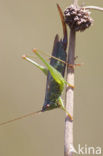 Long-winged Cone-head (Conocephalus discolor)