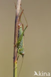 Long-winged Cone-head (Conocephalus discolor)