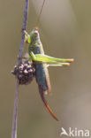 Long-winged Cone-head (Conocephalus discolor)