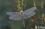 Black Darter (Sympetrum danae)