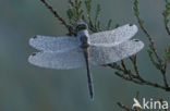 Zwarte heidelibel (Sympetrum danae)