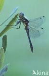 Black Darter (Sympetrum danae)