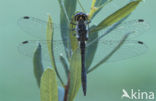 Zwarte heidelibel (Sympetrum danae)