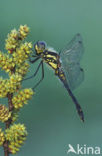 Zwarte heidelibel (Sympetrum danae)