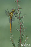 Zwarte heidelibel (Sympetrum danae)