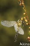 Black Darter (Sympetrum danae)