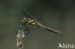 Zwarte heidelibel (Sympetrum danae)