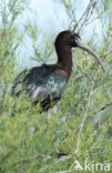 Glossy Ibis (Plegadis falcinellus)